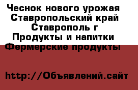 Чеснок нового урожая - Ставропольский край, Ставрополь г. Продукты и напитки » Фермерские продукты   